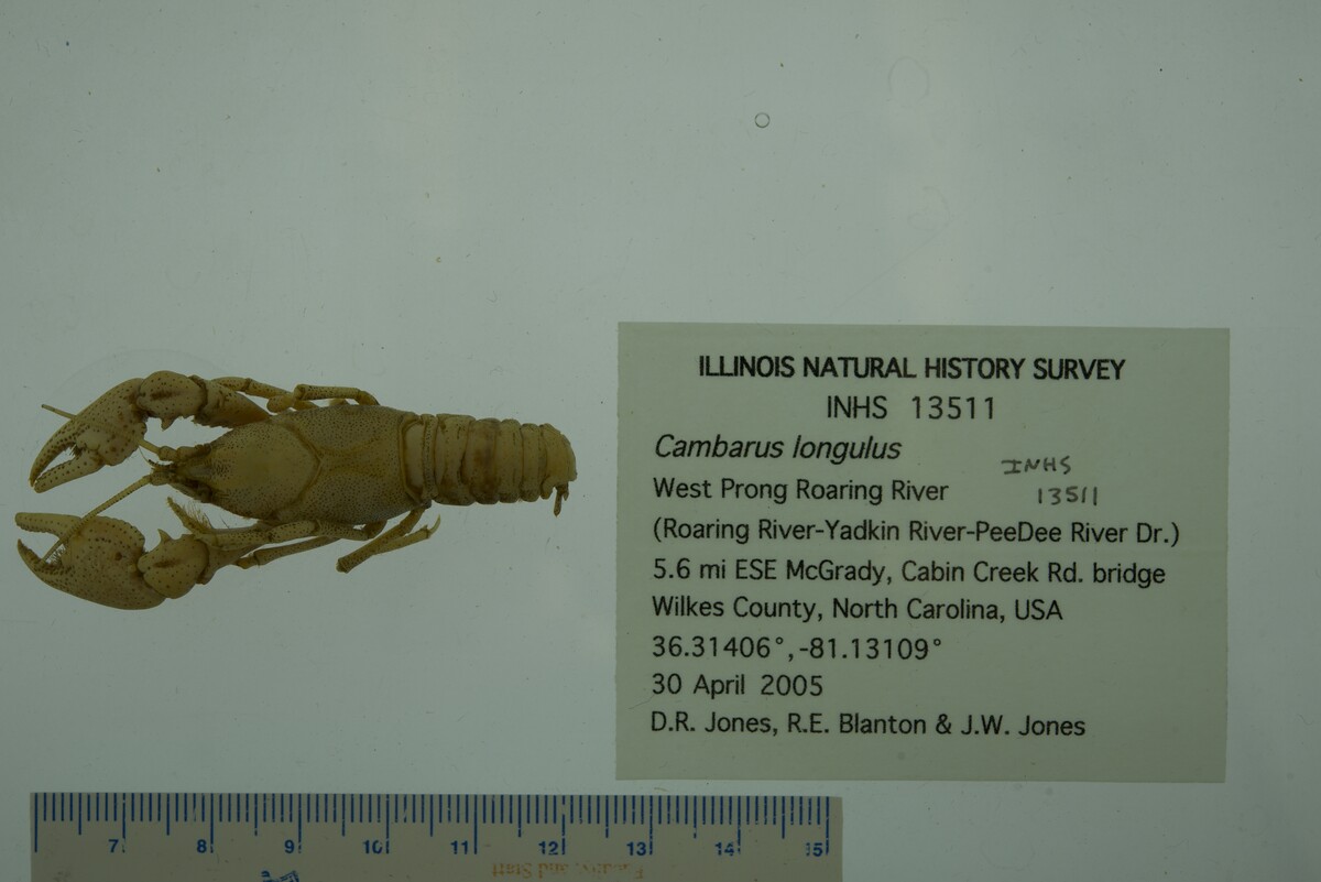 Cambarus longulus image